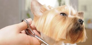 Нужен ли собаке груминг?