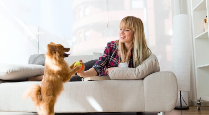 Товары для домашних животных, корм для рыб, для собак, для кошек, аквариумы, зоомаркет, советы по выбору товаров для животных