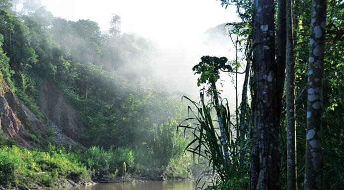 Захватывающие аяваска-ретриты в джунглях Перу: особенности программы, плюсы компании, даты проведения ретритов, регистрация
