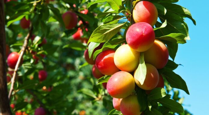 Выбор плодовых деревьев для сада