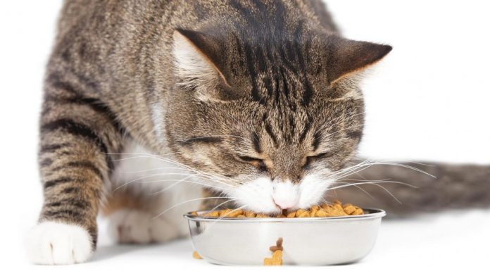 Каким должен быть хороший корм для домашних кошек?