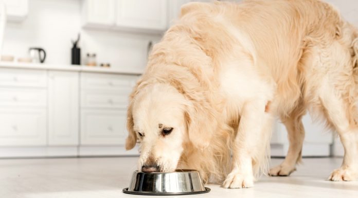 Как правильно выбрать корм для собаки