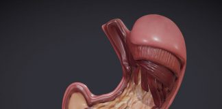 Бариатрическая хирургия: желудочный бандаж, билиопанкреатическое шунтирование, частичное шунтирование