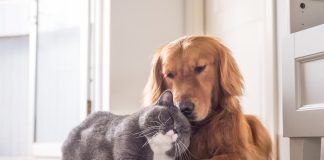 Рвота и диарея у питомца: на какое заболевание могут указывать данные симптомы