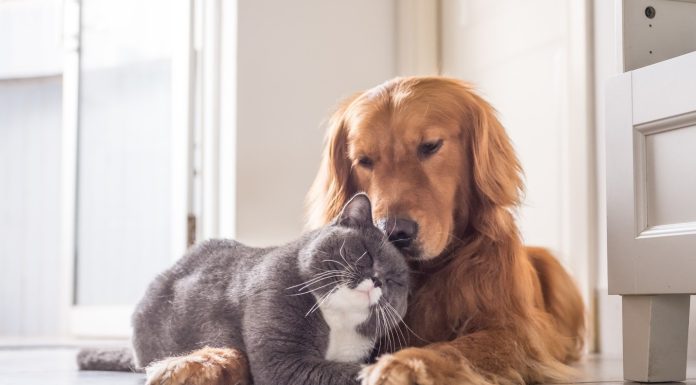 Рвота и диарея у питомца: на какое заболевание могут указывать данные симптомы