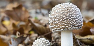 Мухомор пантерный: польза и свойства