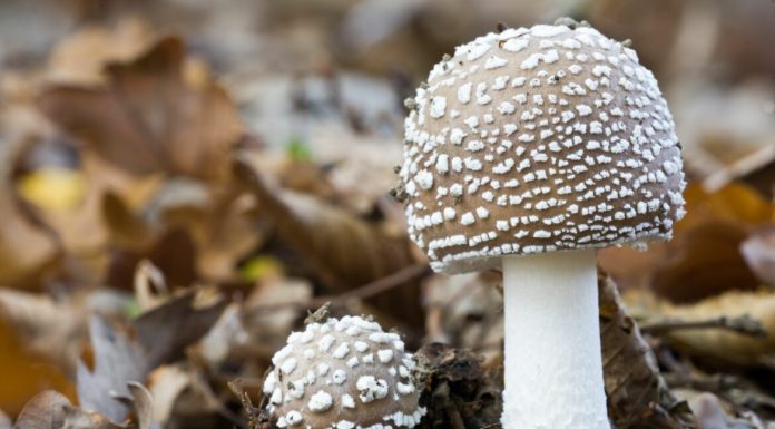 Мухомор пантерный: польза и свойства